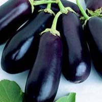 fresh brinjal