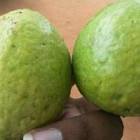 Guava Fruits