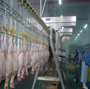 Chicken Automatic Plucking Machine