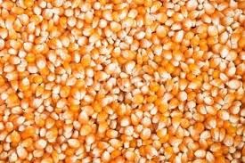 Bulk Yellow Corn