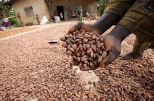 cocoa beans,  Number Of Flower : Food