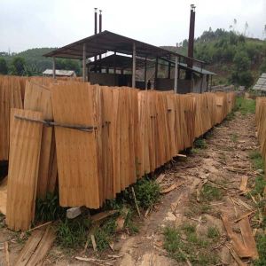 EUCALYPTUS CORE VENEER FROM VIETNAM - HIGH QUALITY