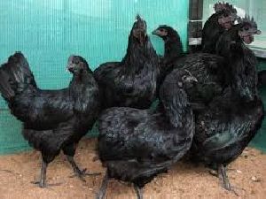 kadaknath chicks and chicken supply whole sale price