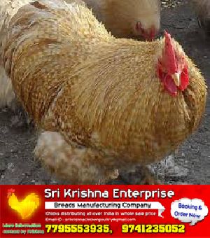 chicken vanaraja chicks hatchery service