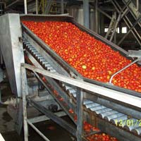 Tomato Processing Line