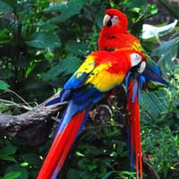 Scarlet macaw and eggs