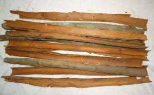 Split Cassia Best Quality