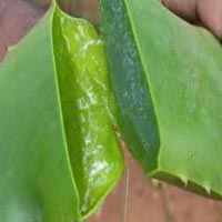 Natural Aloe Vera Extracts