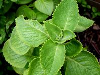 herbal medicinal plants