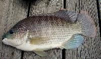 Tilapia Fish