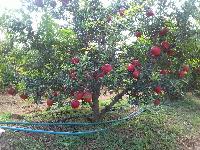 fresh pomegranate