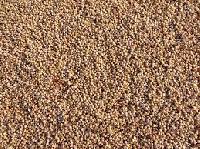 Jowar Seeds