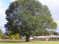 Tree Farming Services