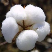 raw cotton