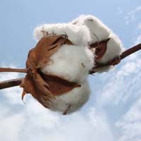 Bunny/Brahma Raw Cotton