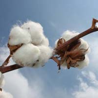 Shankar-6 Raw Cotton