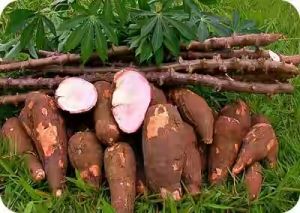 Fresh Cassava Tubers Fresh Cassava Tubers