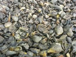 Palm Kernel Shell