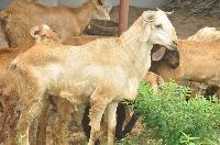 Goats Farm
