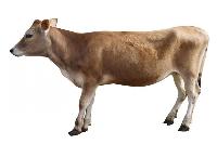 Heifer Cow