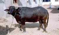 murrah buffalo