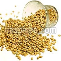 coriander seeds