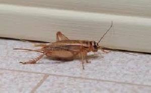 Cricket Pest Control Services
