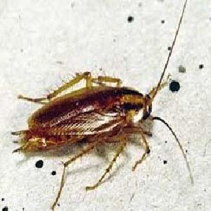 Cucaracha Pest Control Services