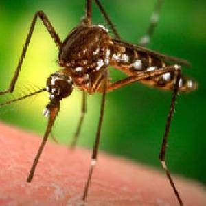 Mosquito Pest Control Services