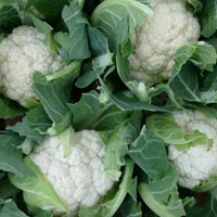 fresh cauliflower