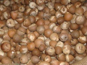 betel nuts,  Condition : Solid, Good