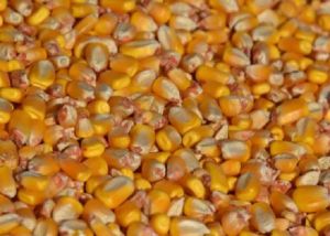 Corn Seeds