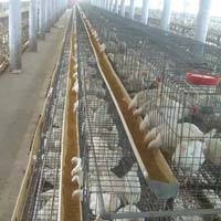 Poultry Grower Cage System