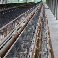 Poultry Layer Cage System