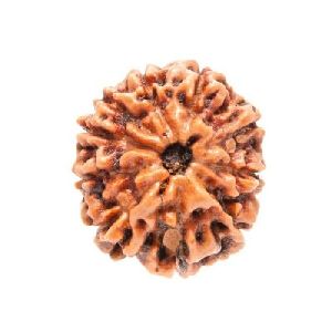 10 Mukhi Rudraksha Beads