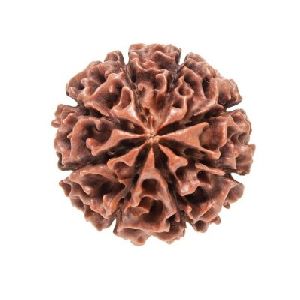 8 Mukhi Rudraksha Beads