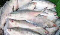 Hilsa Fish