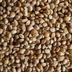 hemp seeds