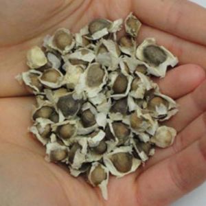 Seeds & Plant Saplings