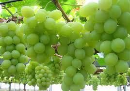 Sweet Fresh Grapes