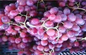 Sweet Fresh Grapes