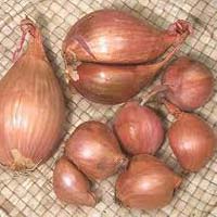 Shallot Onion
