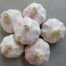 fresh garlic