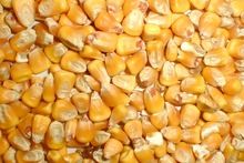 Food Grains