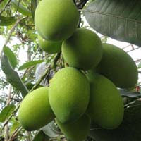 Swarna Mango Plant