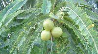 Gooseberry Herbal Extracts