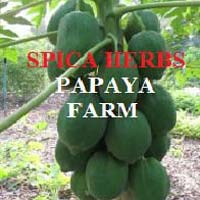 PAPAYA FRUIT/ PAPAYA EXTRACT/ PAPAYA SEEDS/ PAPAIN