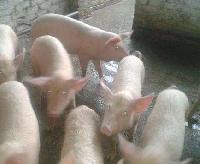 White Yorkshire Pig & Piglet