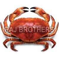 Frozen Red Crab