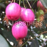 Syzygium Jambos Seeds